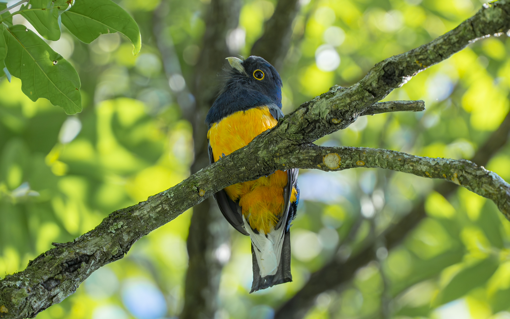Trogon surrucura aurantius – オジロキヌバネドリ Trogon surrucura aurantius – オジロキヌバネドリ