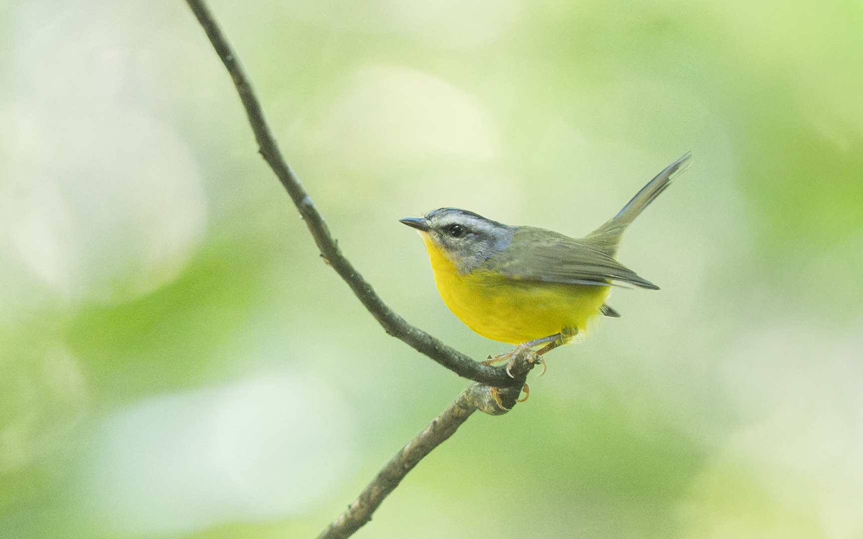 Basileuterus culicivorus – キンイタダキアメリカムシクイ Basileuterus culicivorus – キンイタダキアメリカムシクイ