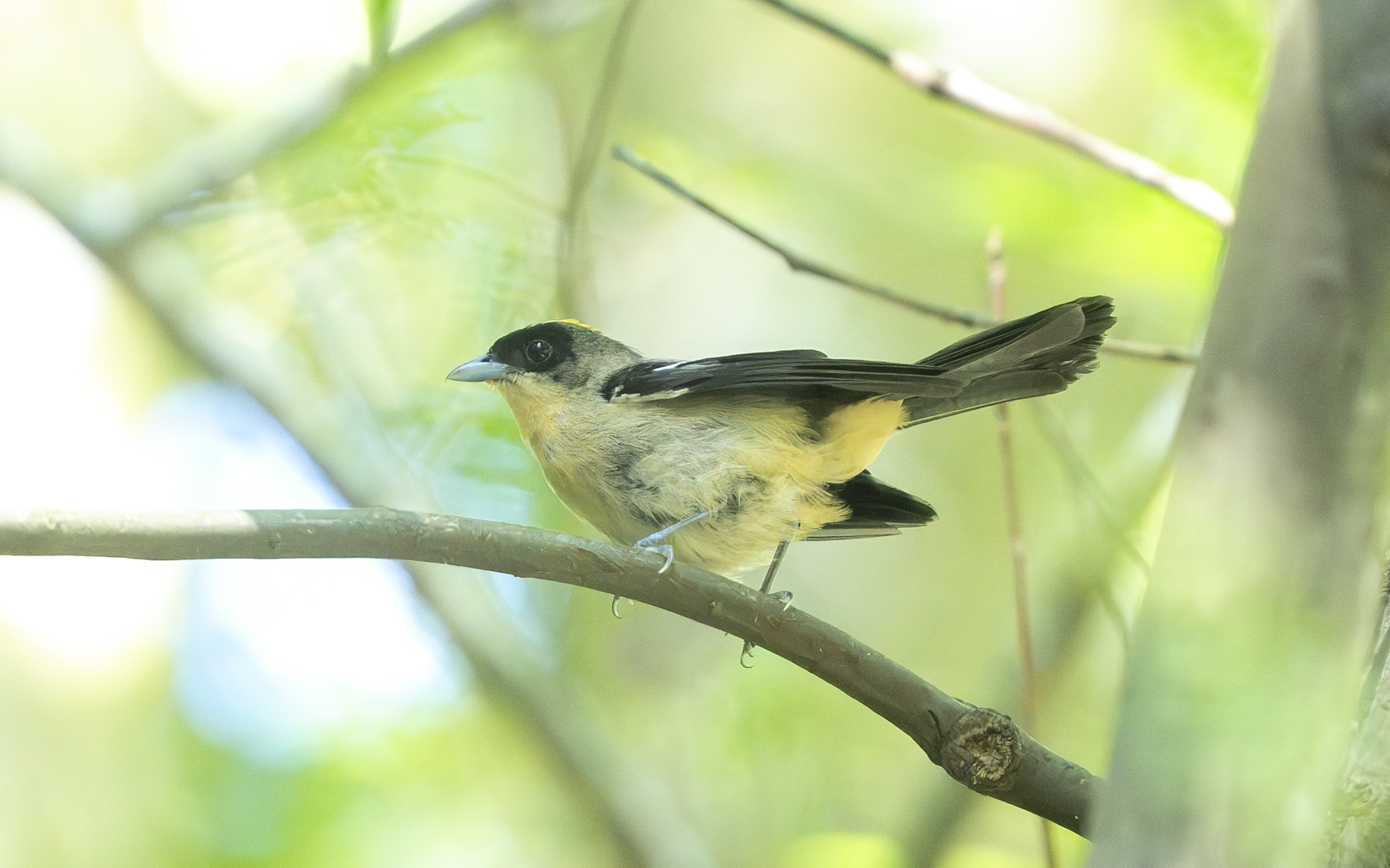 Trichothraupis melanops – ヒゲフウキンチョウ Trichothraupis melanops – ヒゲフウキンチョウ