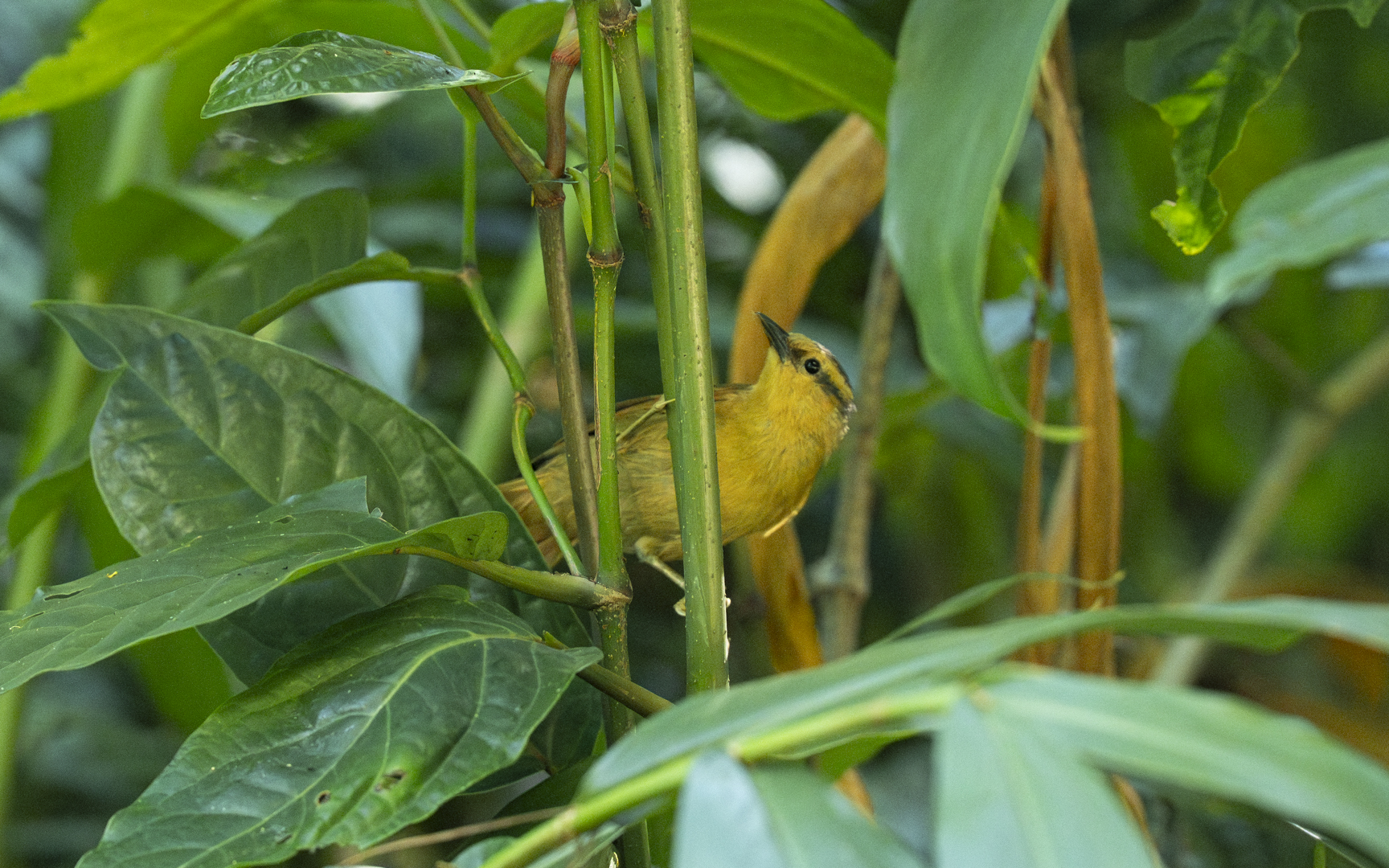 Dendroma rufa – キビタイマユカマドドリ Dendroma rufa – キビタイマユカマドドリ