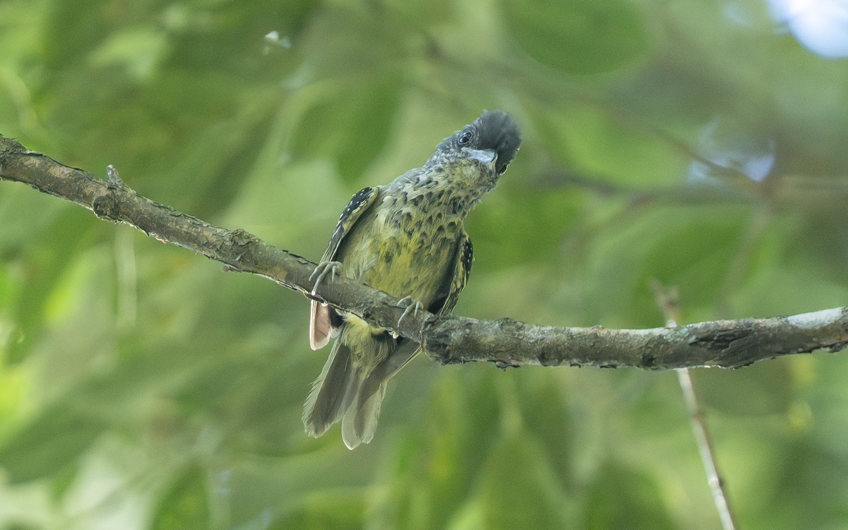 Dysithamnus stictothorax – アリモズモドキ Dysithamnus stictothorax – アリモズモドキ