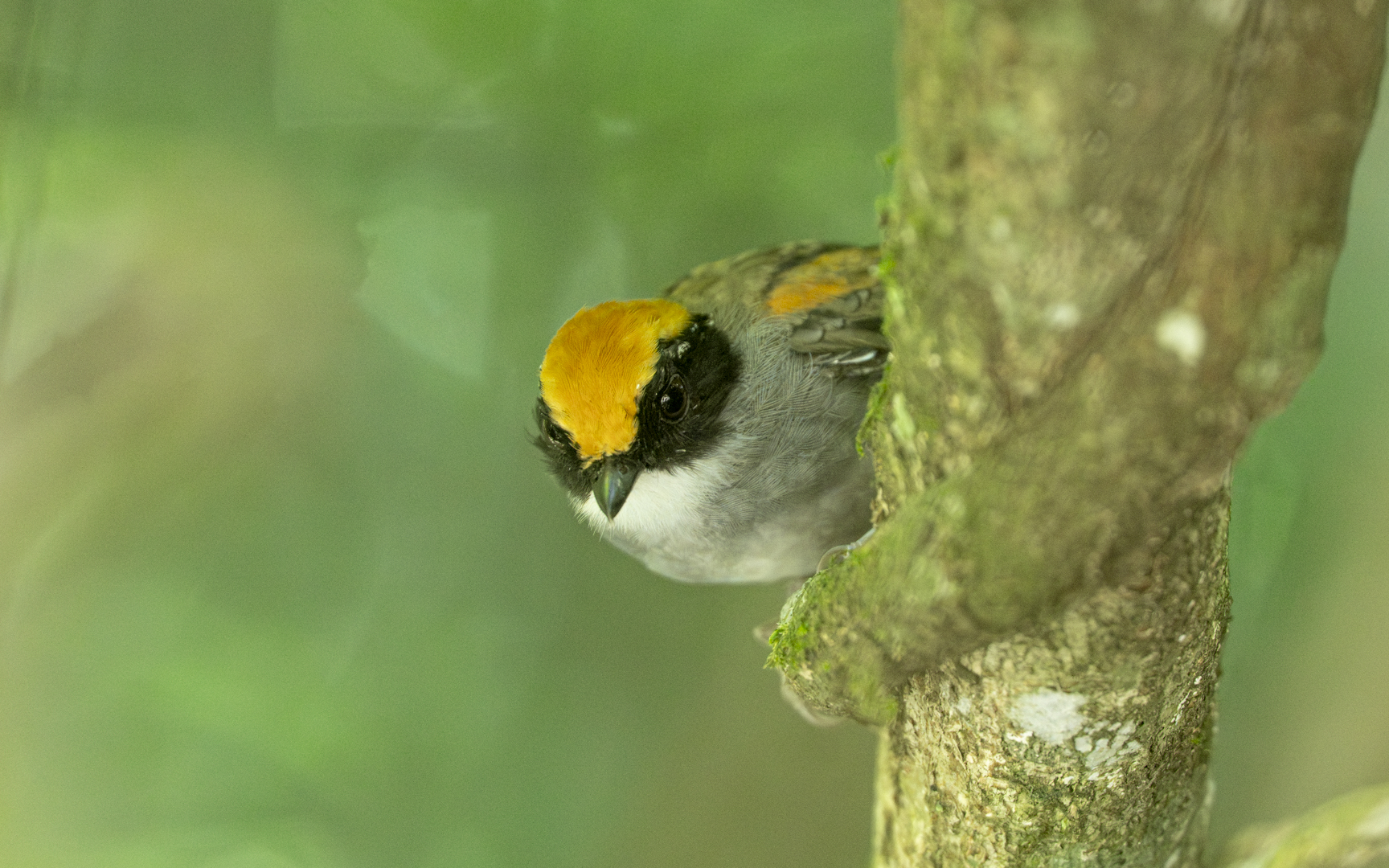 Conopophaga melanops – ホオグロアリサザイ Conopophaga melanops – ホオグロアリサザイ