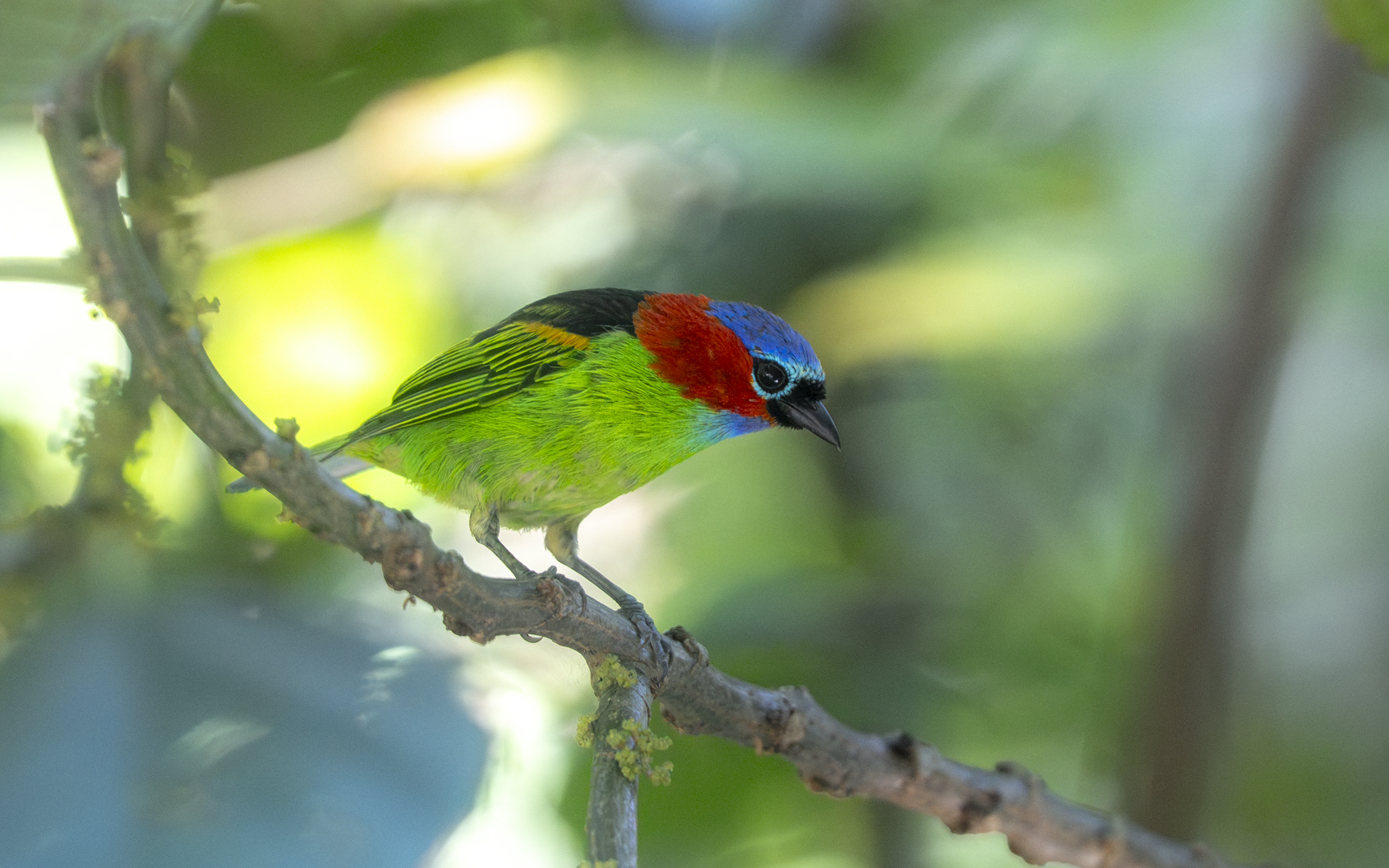 Tangara cyanocephala – エリアカフウキンチョウ Tangara cyanocephala – エリアカフウキンチョウ