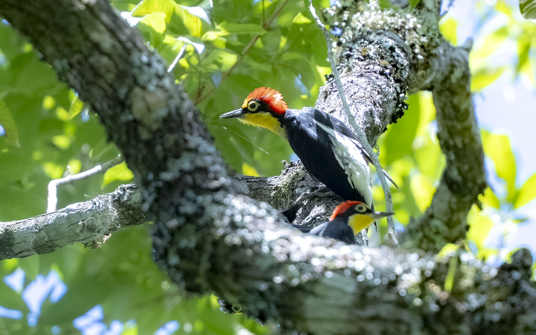 Melanerpes flavifrons – キノドミヤビゲラ Melanerpes flavifrons – キノドミヤビゲラ