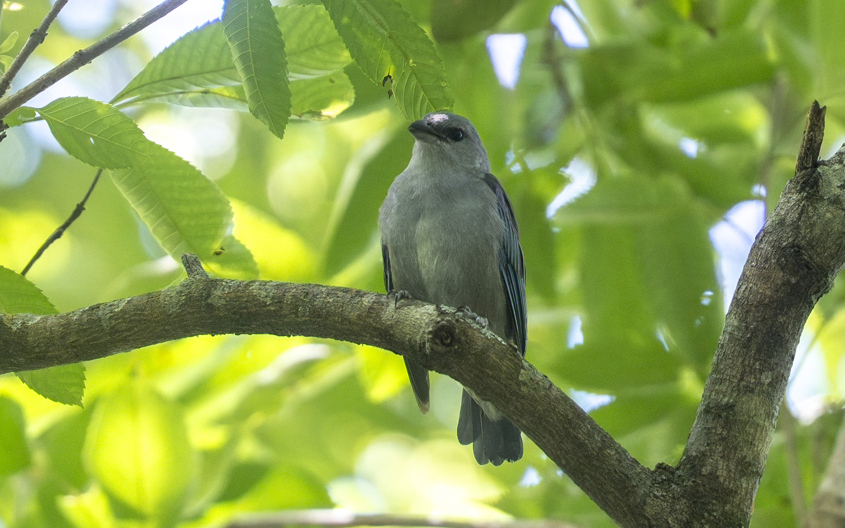 Thraupis sayaca – ハイガシラソライロフウキンチョウ Thraupis sayaca – ハイガシラソライロフウキンチョウ