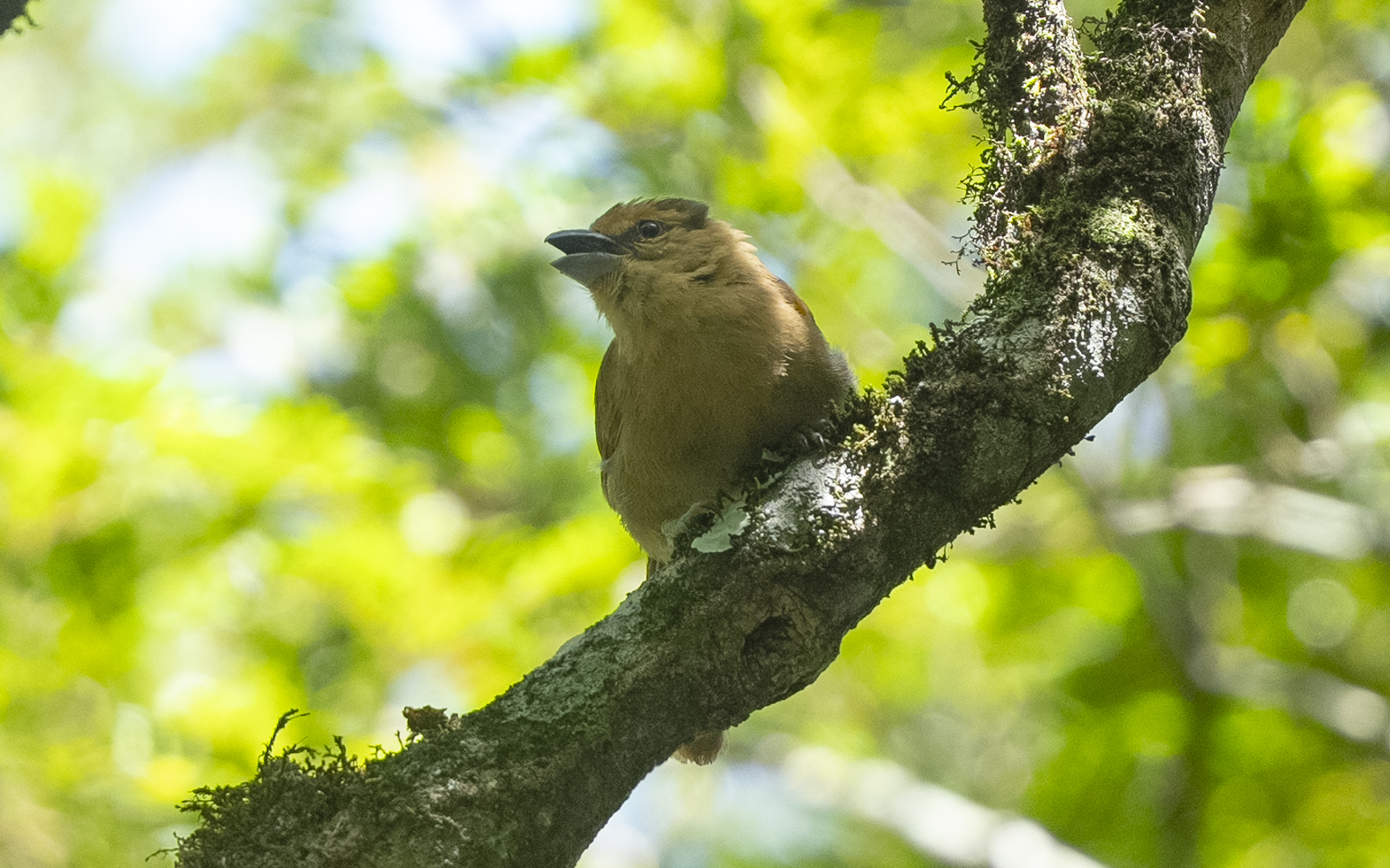 Orchesticus abeillei – チャイロフウキンチョウ Orchesticus abeillei – チャイロフウキンチョウ
