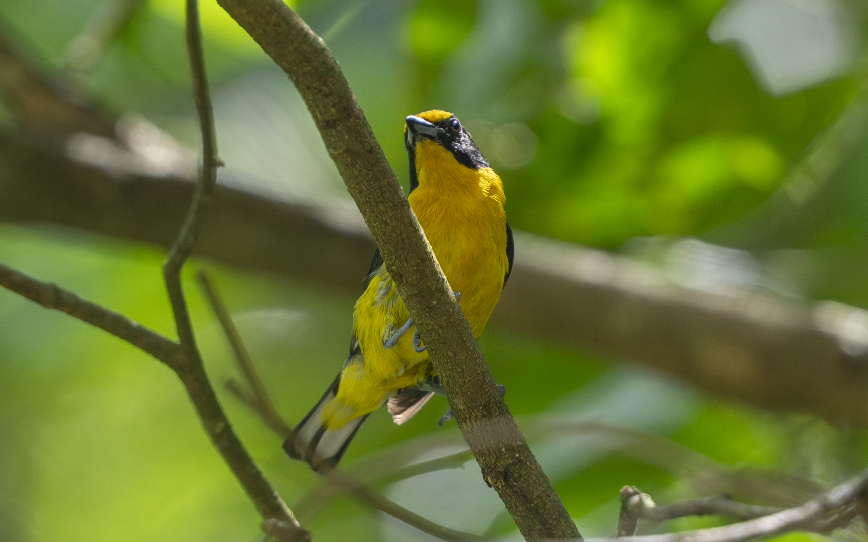 Euphonia violacea – スミレフウキンチョウ Euphonia violacea – スミレフウキンチョウ