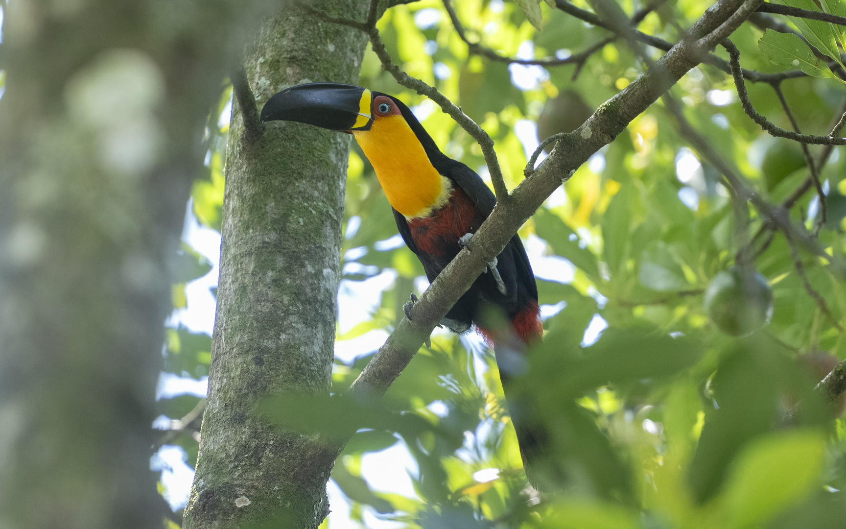 Ramphastos vitellinus – ヒムネオオハシ Ramphastos vitellinus – ヒムネオオハシ