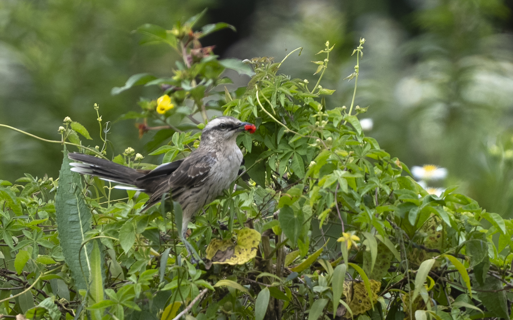 Mimus saturninus – マミジロマネシツグミ