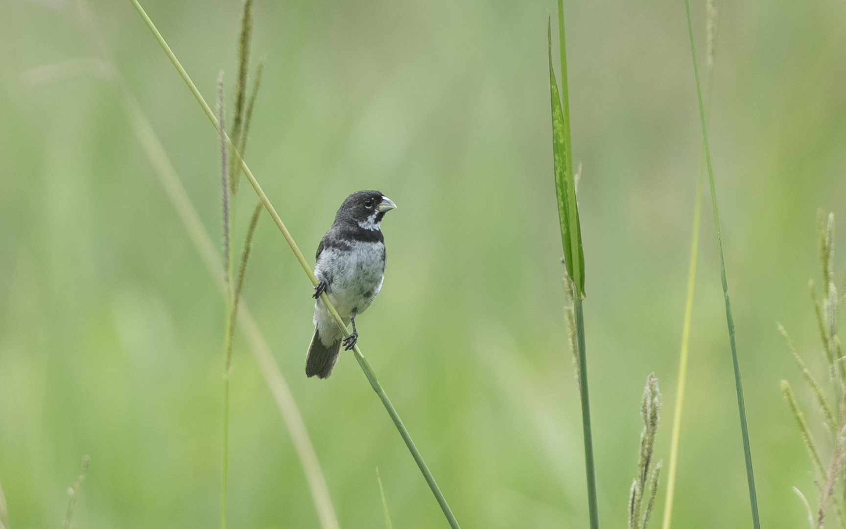Sporophila caerulescens – フタスジヒメウソ Sporophila caerulescens – フタスジヒメウソ
