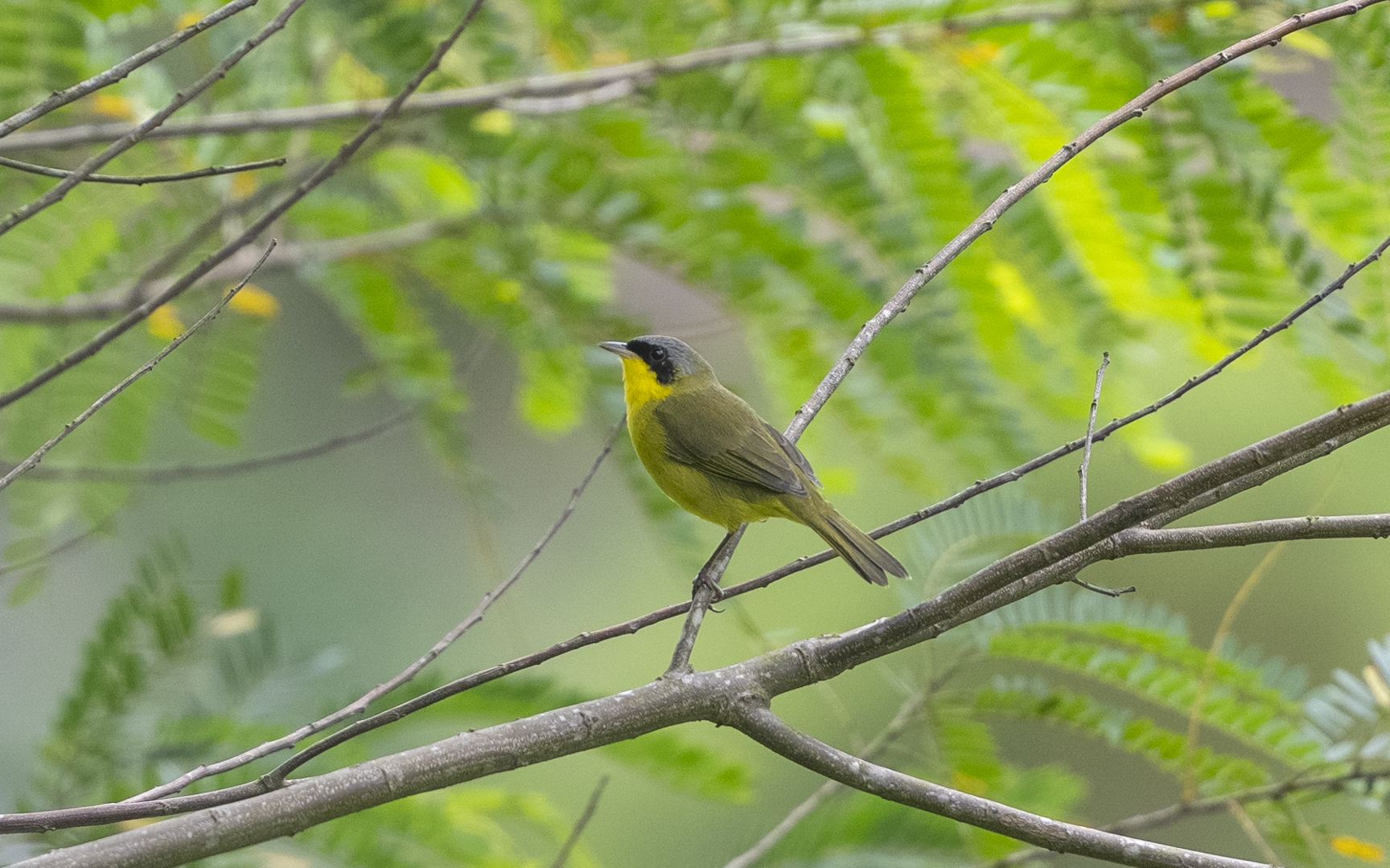 Geothlypis velata – ミナミカオグロアメリカムシクイ Geothlypis velata – ミナミカオグロアメリカムシクイ