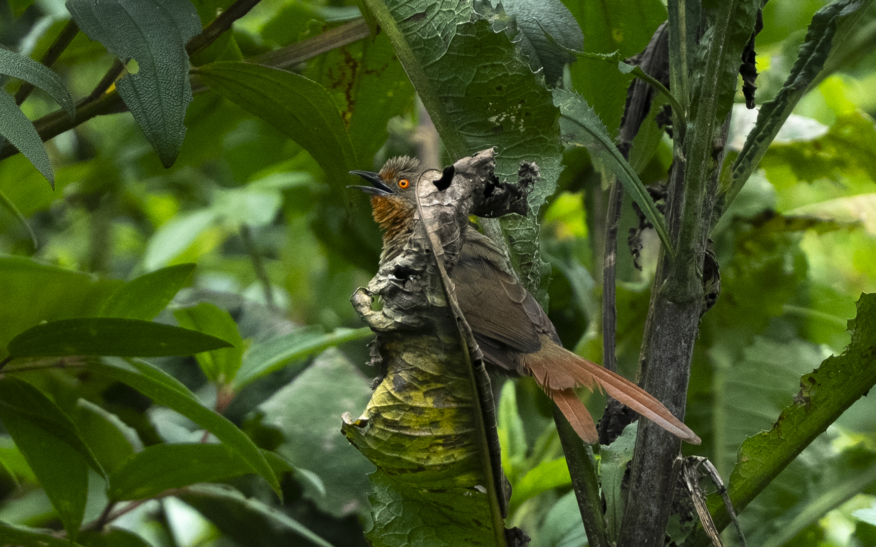 Phacellodomus erythrophthalmus – アカメアレチカマドドリ Phacellodomus erythrophthalmus – アカメアレチカマドドリ
