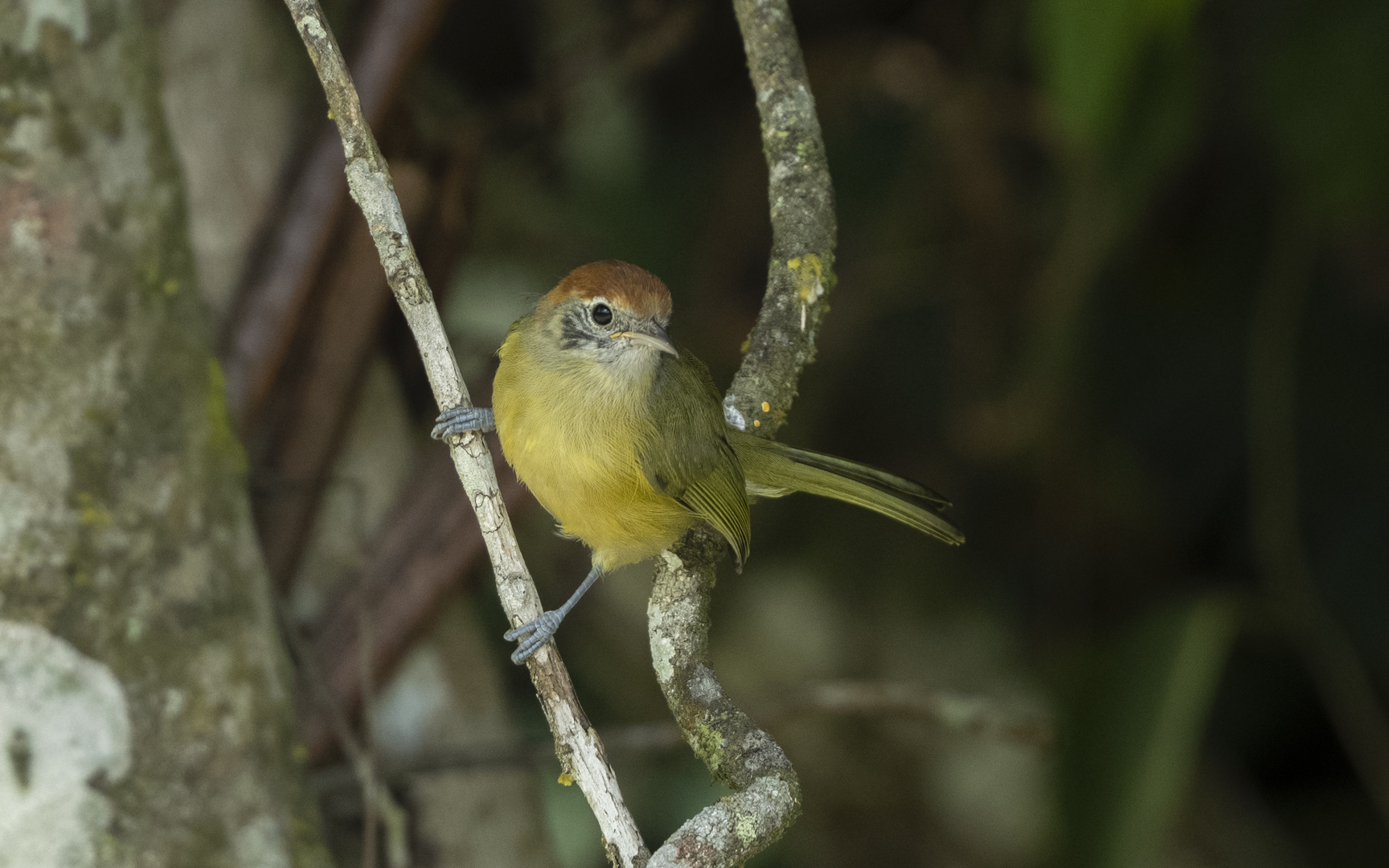 Hylophilus poicilotis – ミドリモズモドキ Hylophilus poicilotis – ミドリモズモドキ