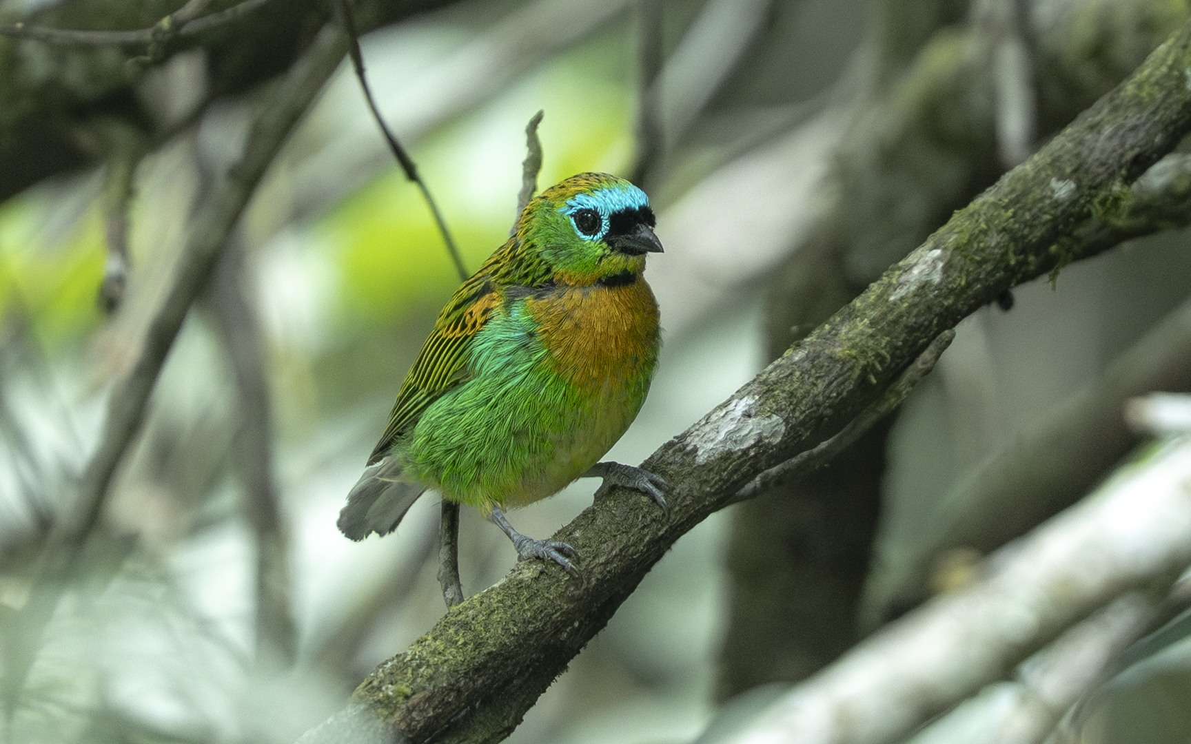 Tangara desmaresti – ヤイロフウキンチョウ Tangara desmaresti – ヤイロフウキンチョウ