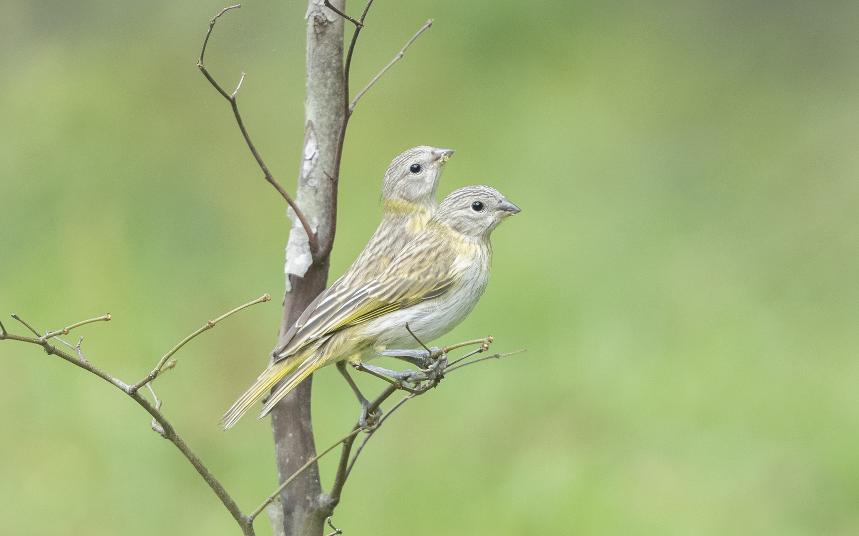 Calis flaveola – キンノジコ Calis flaveola – キンノジコ