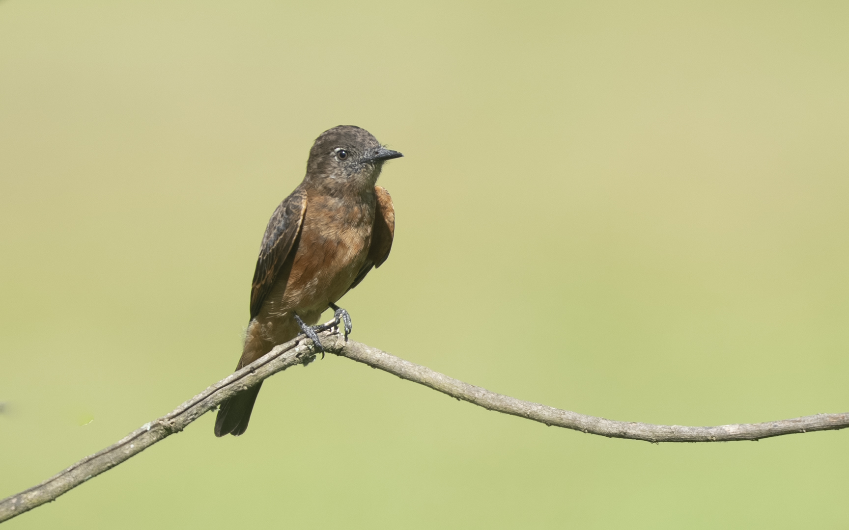 Hirundinea ferruginea – ツバメタイランチョウ Hirundinea ferruginea – ツバメタイランチョウ