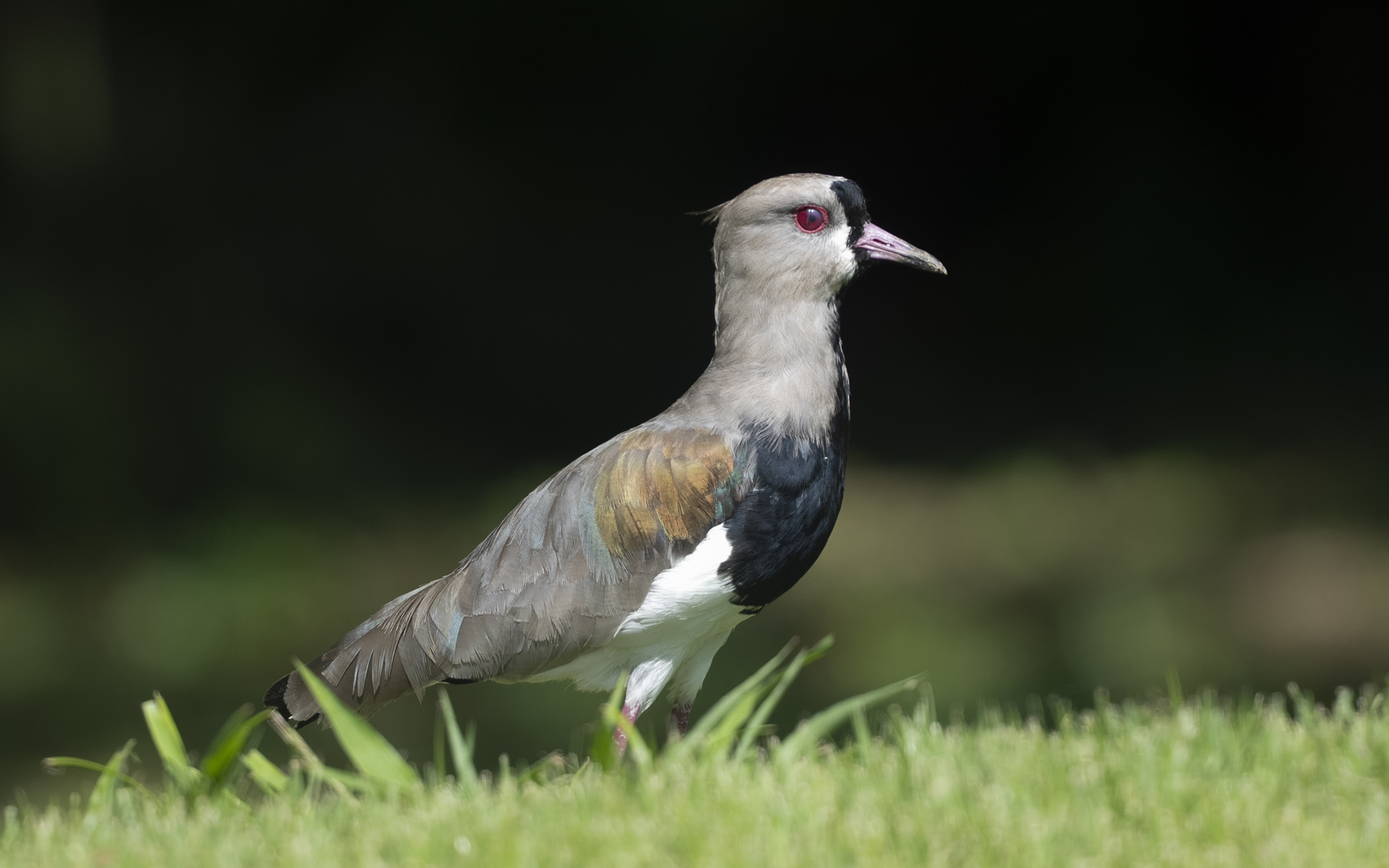 Vanellus chilensis – ナンベイタゲリ Vanellus chilensis – ナンベイタゲリ