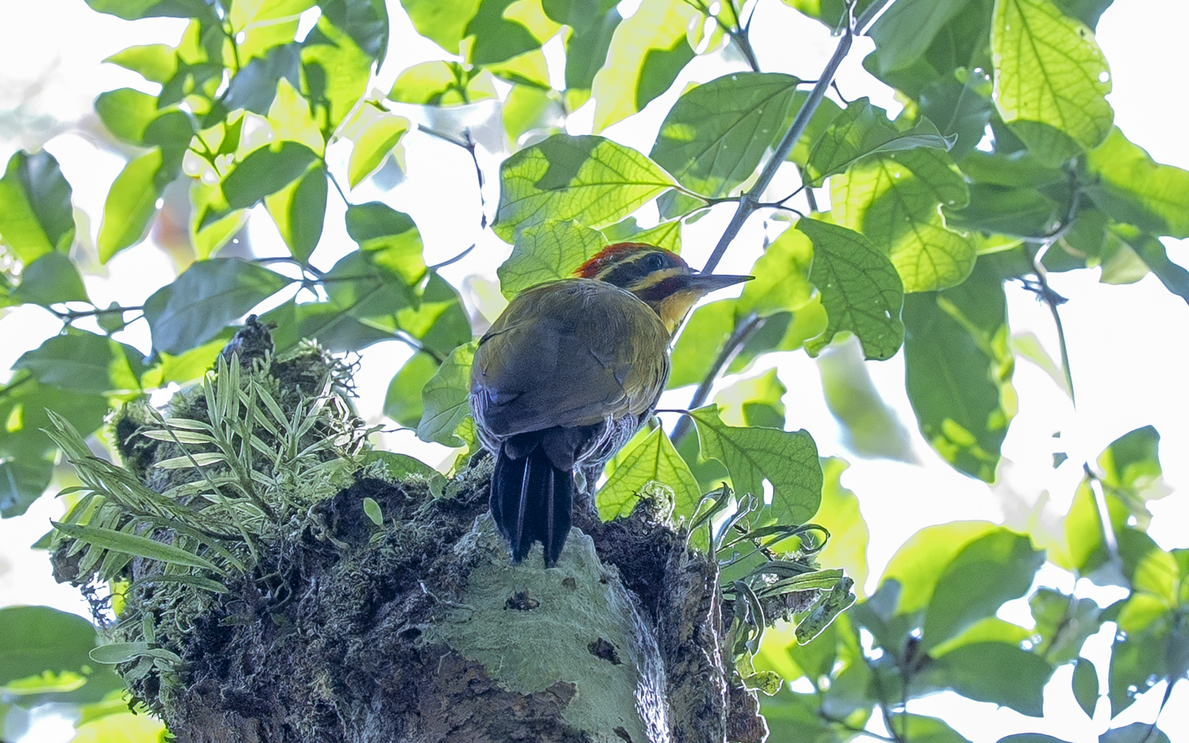 Piculus aurulentus – マミジロモリゲラ Piculus aurulentus – マミジロモリゲラ