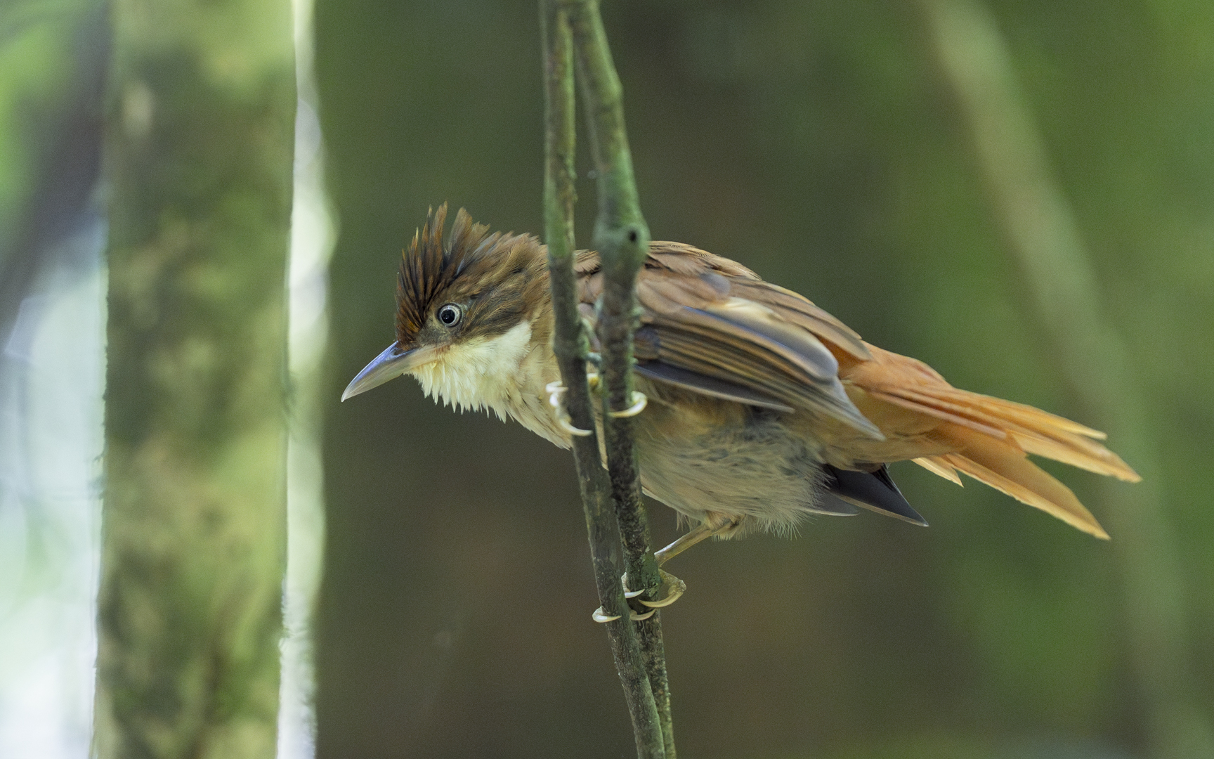 Automolus leucophthalmus – メジロカマドドリ Automolus leucophthalmus – メジロカマドドリ