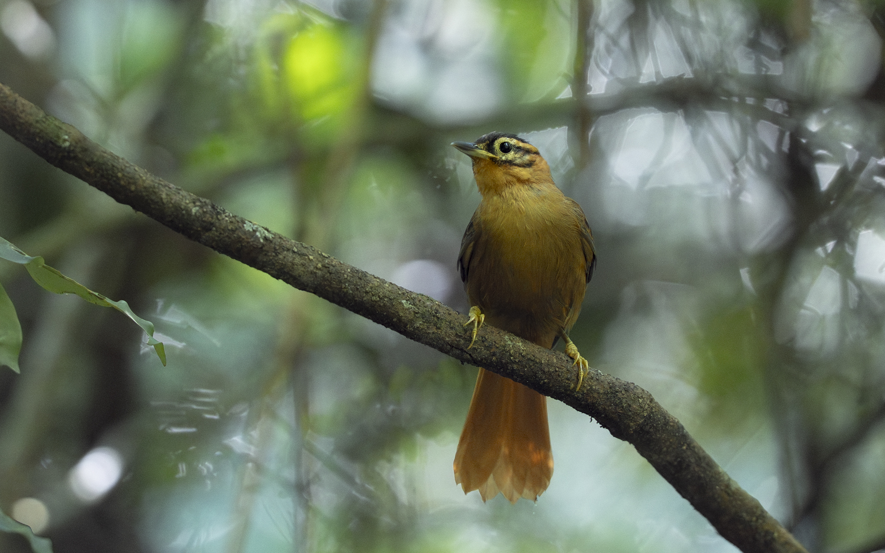 Philydor atricapillus – ズグロマユカマドドリ Philydor atricapillus – ズグロマユカマドドリ