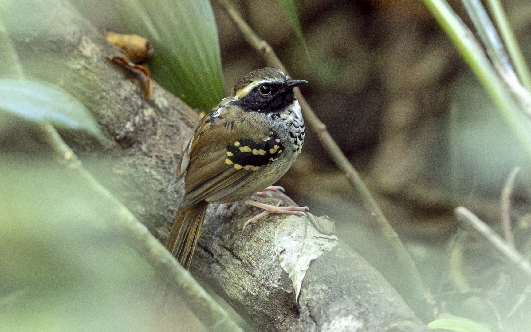 Myrmoderus loricatus – キマユアリドリ Myrmoderus loricatus – キマユアリドリ