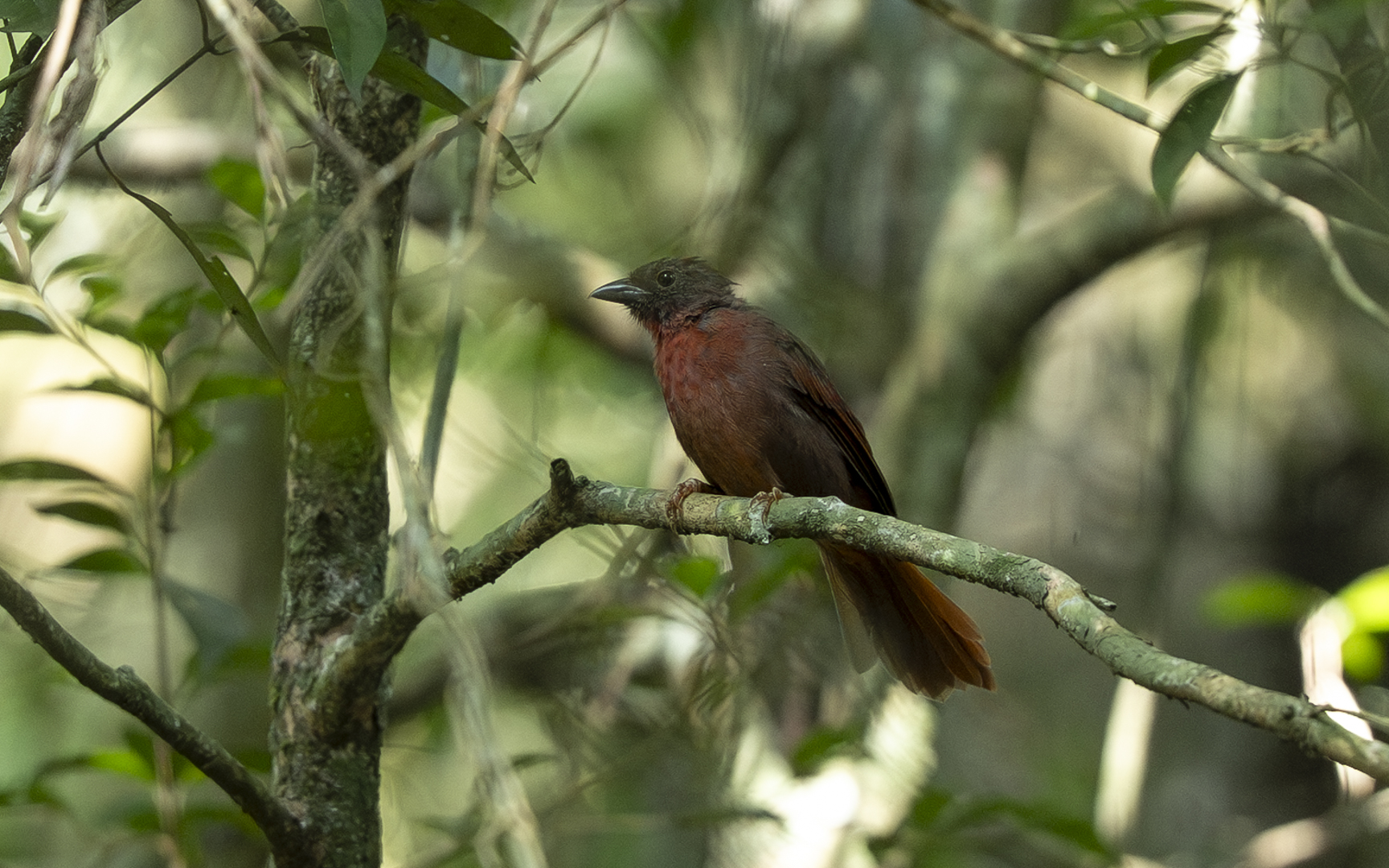 Habia rubica – ズアカアリフウキンチョウ Habia rubica – ズアカアリフウキンチョウ