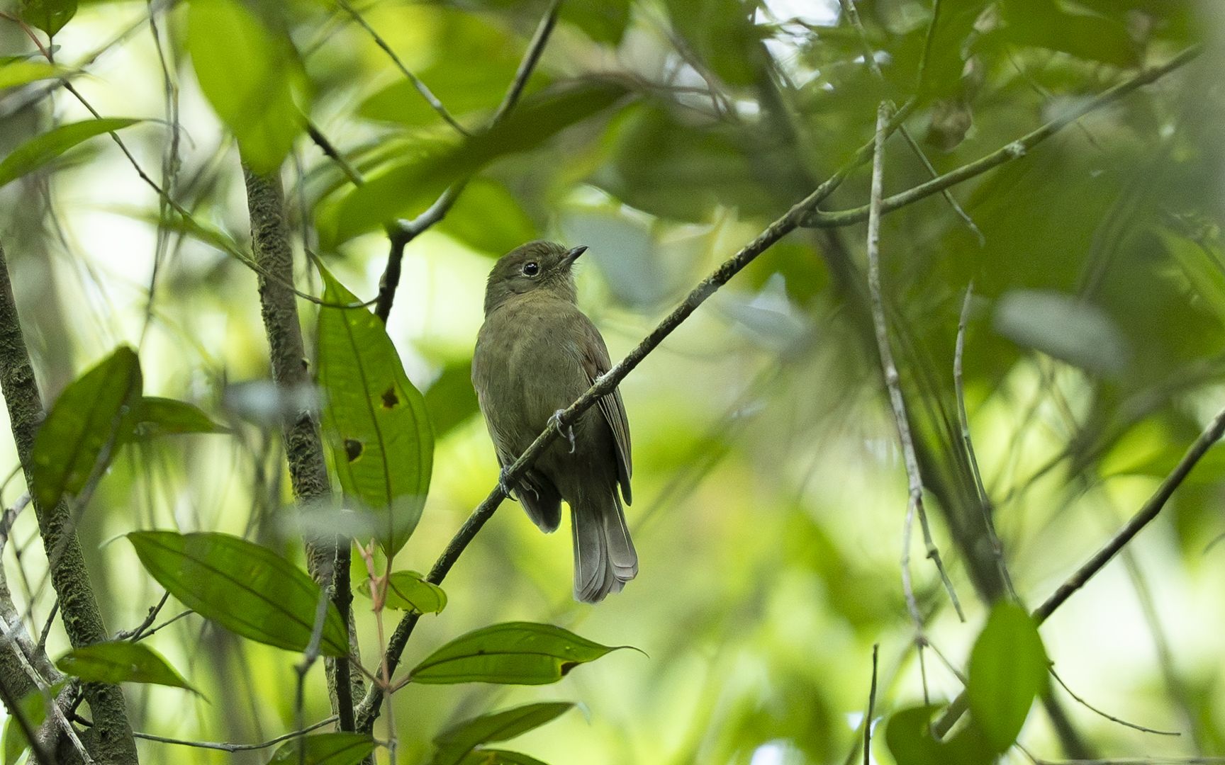 Schiffornis virescens – ミドリツグミマイコドリ