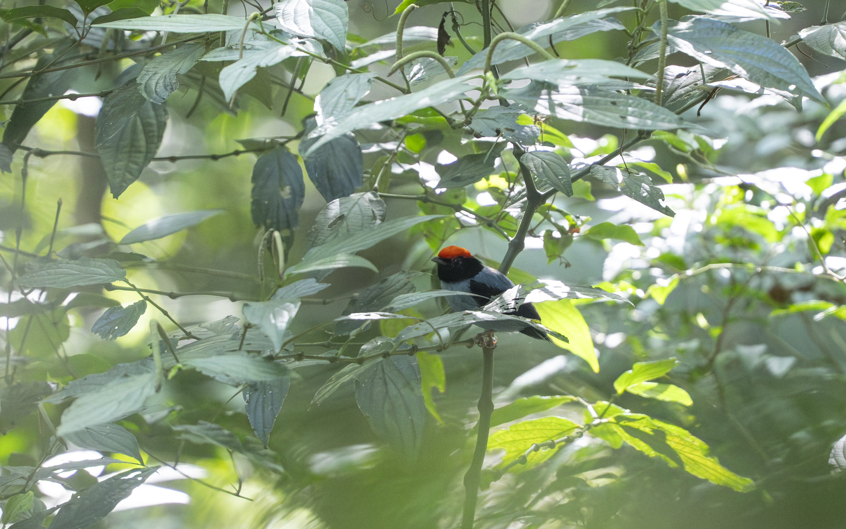 Chiroxiphia caudata – エンビセアオマイコドリ Chiroxiphia caudata – エンビセアオマイコドリ