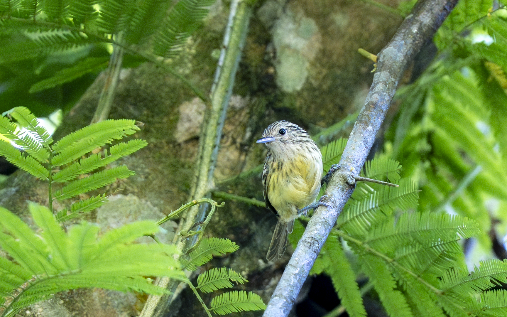 Terenura maculata – セアカアリサザイ Terenura maculata – セアカアリサザイ