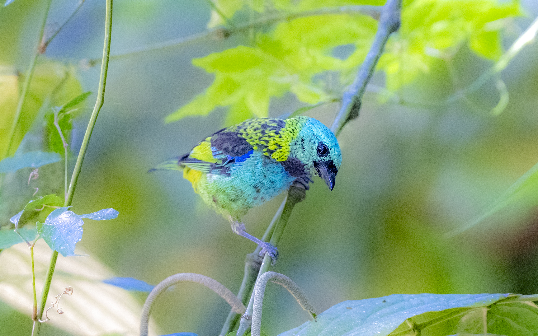 Tangara seledon – ミドリズキンフウキンチョウ Tangara seledon – ミドリズキンフウキンチョウ
