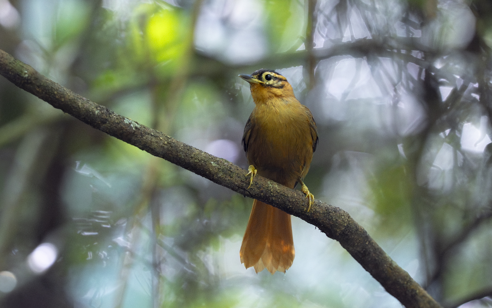 Philydor atricapillus – ズグロマユカマドドリ Philydor atricapillus – ズグロマユカマドドリ