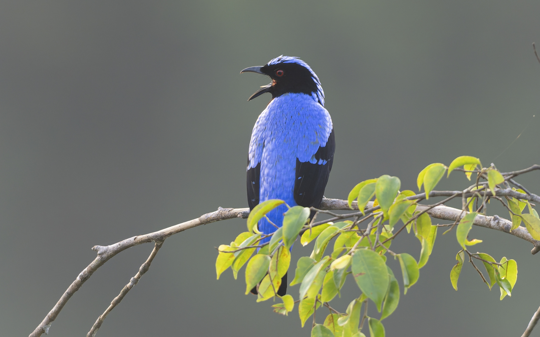 Irena puella – ルリコノハドリ Irena puella – ルリコノハドリ