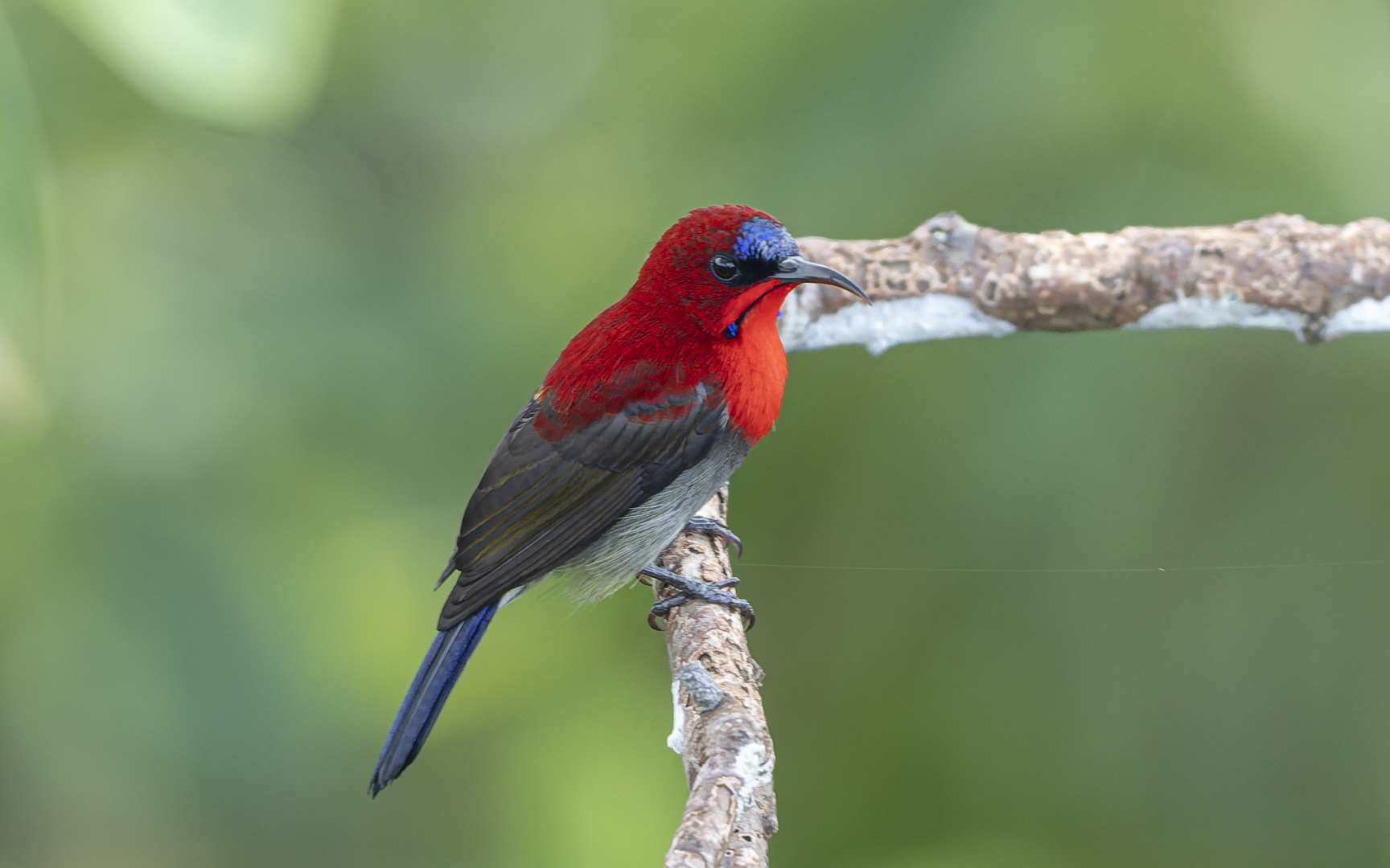 Aethopyga siparaja – キゴシタイヨウチョウ Aethopyga siparaja – キゴシタイヨウチョウ