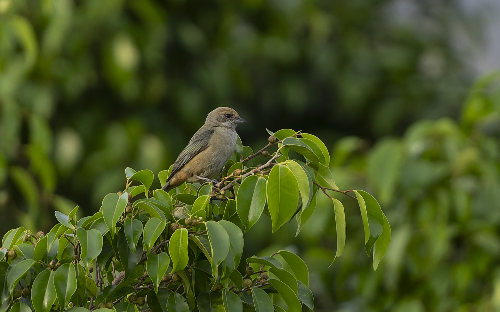 Stilpnia cayana – バフイロフウキンチョウ Stilpnia cayana – バフイロフウキンチョウ