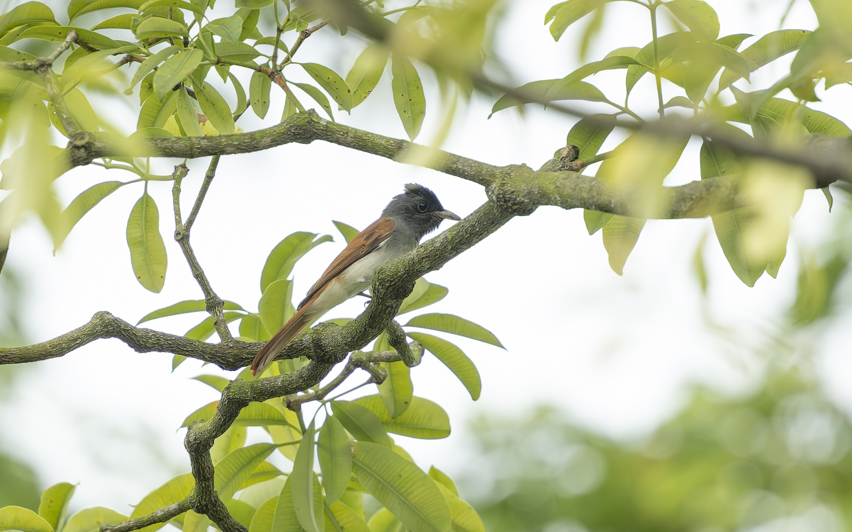 Terpsiphone incei – アムールサンコウチョウ Terpsiphone incei – アムールサンコウチョウ