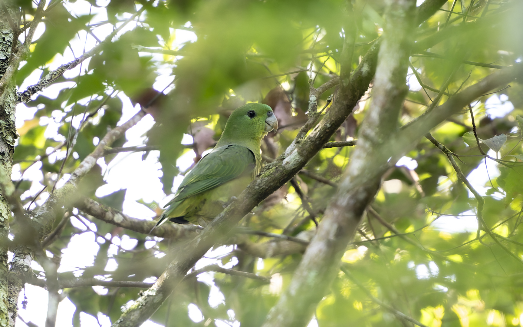 Prioniturus waterstradti – ミンダナオズアカウチワインコ