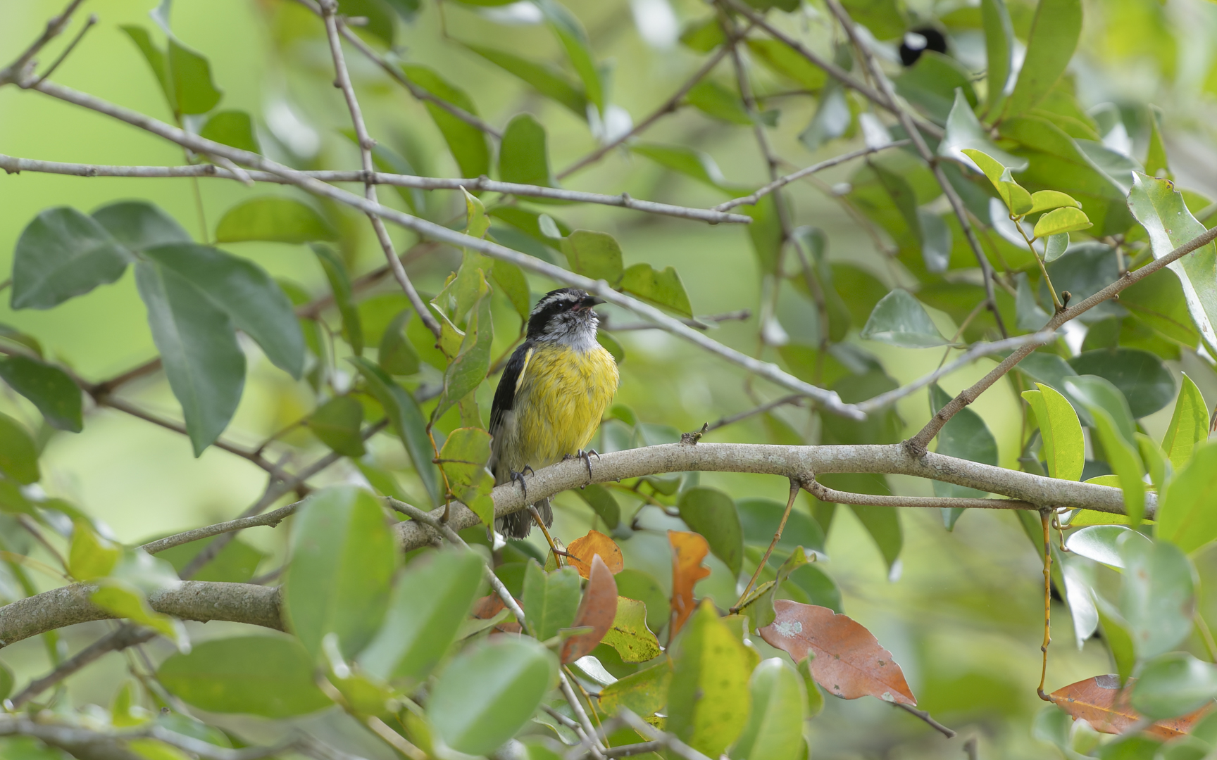 Coereba flaveola – マミジロミツドリ
