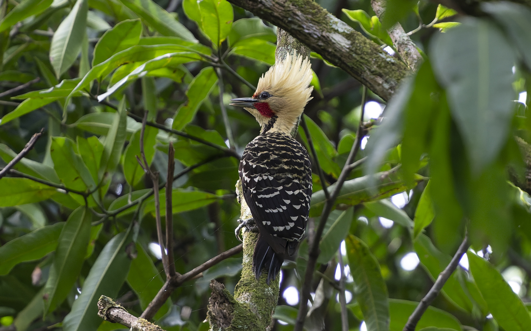 Celeus flavescens – キガシラテンニョゲラ Celeus flavescens – キガシラテンニョゲラ