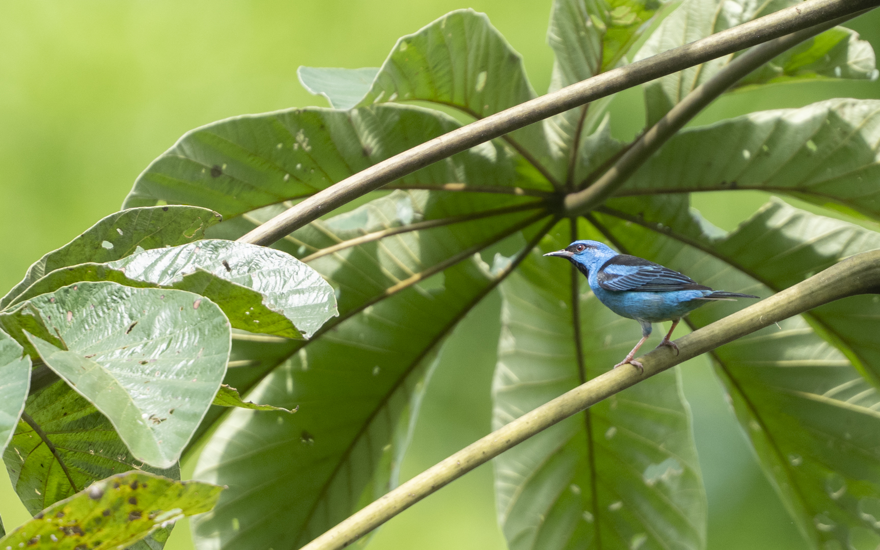 Dacnis cayana – ヒワミツドリ