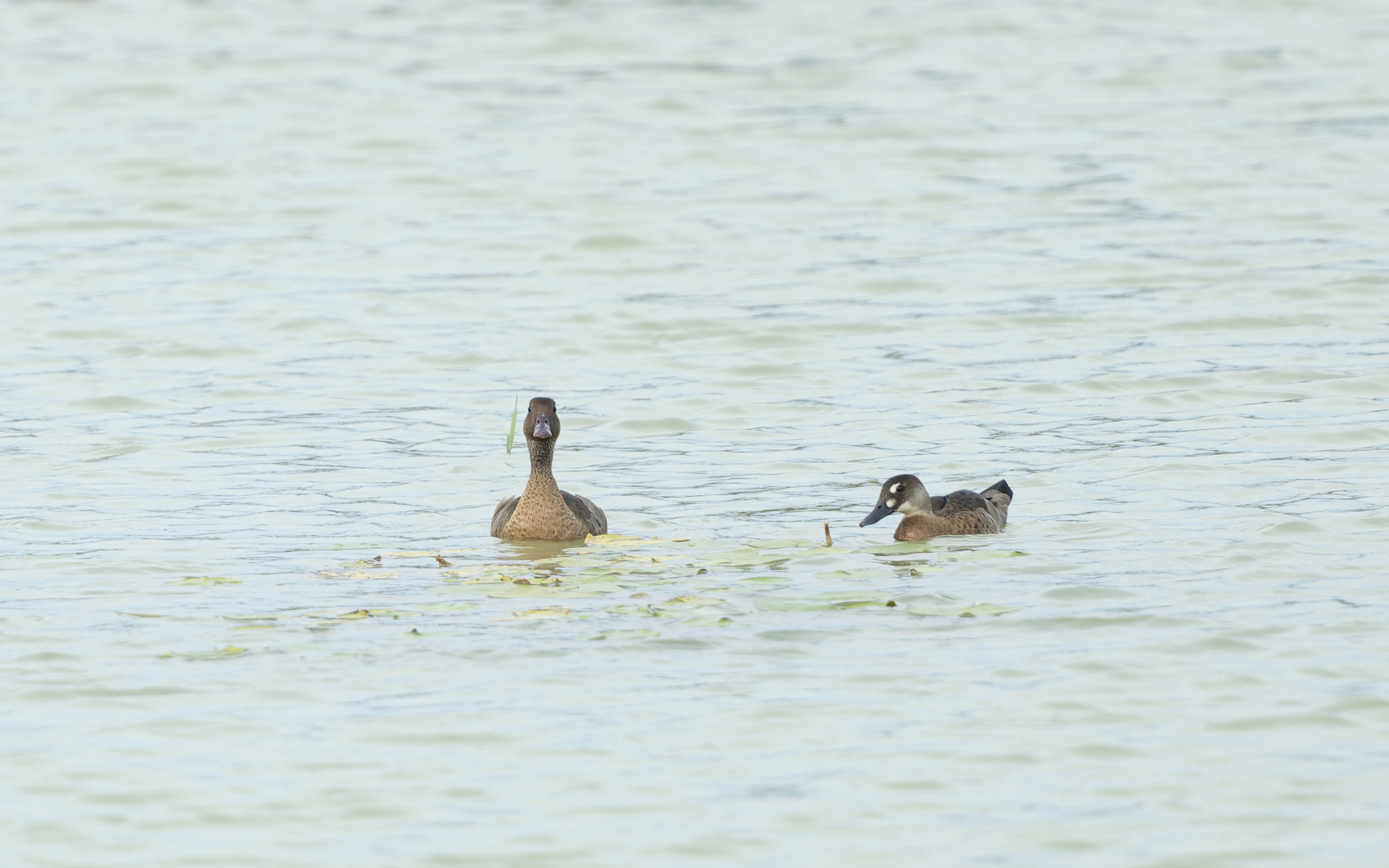 Amazonetta brasiliensis – アカアシコガモ