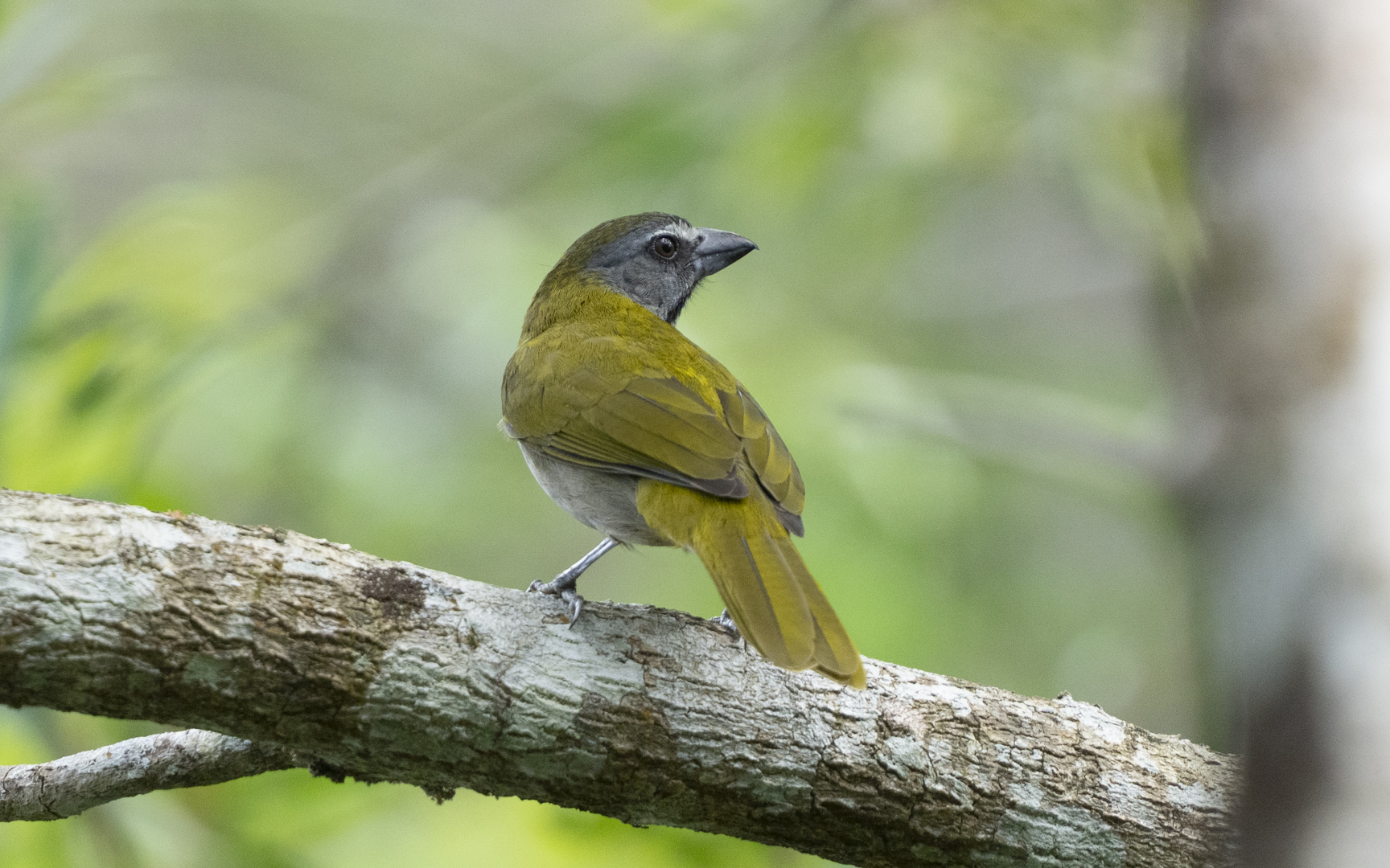 Saltator maximus – マミジロイカル