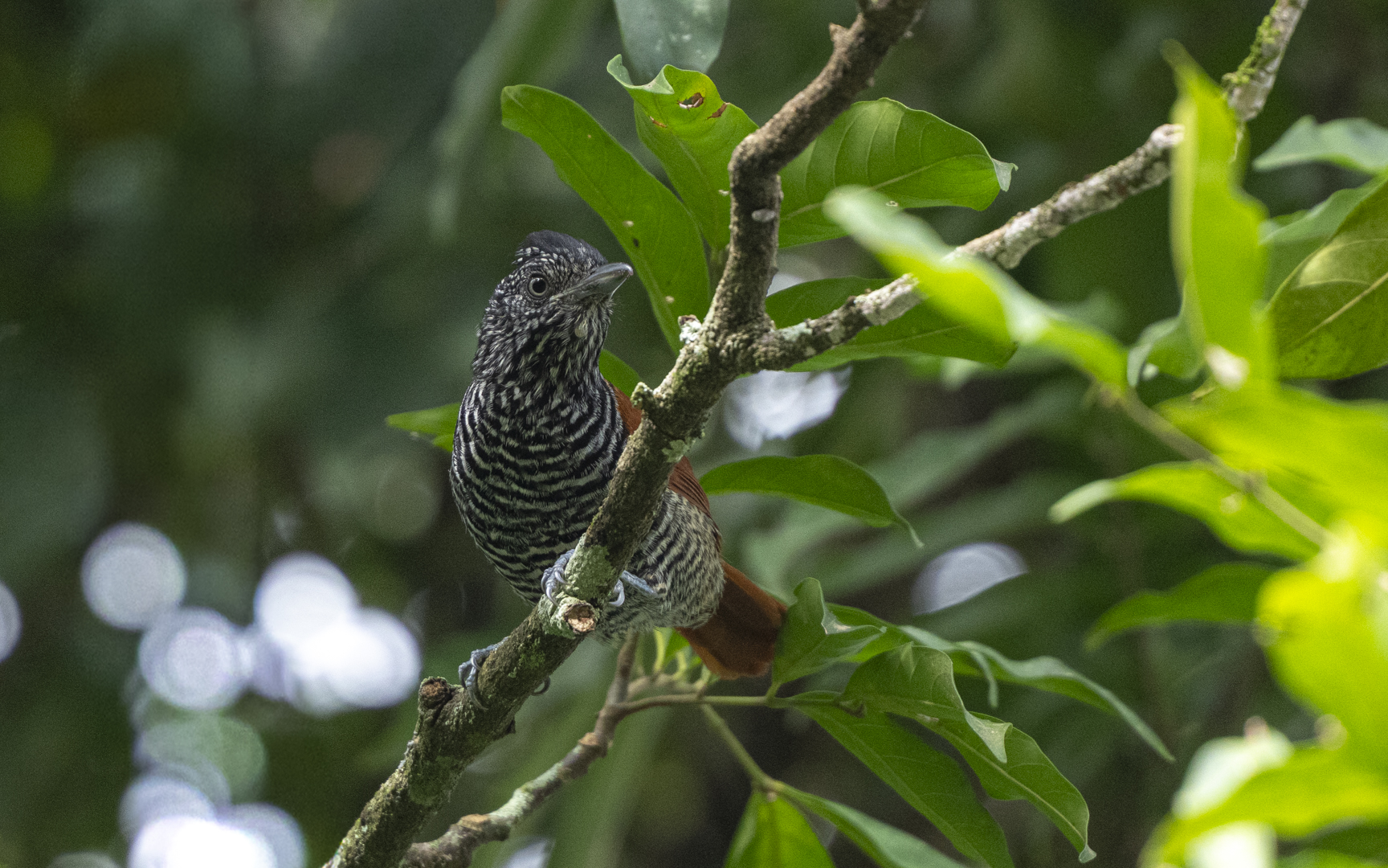 Thamnophilus palliatus – セグロシマアリモズ