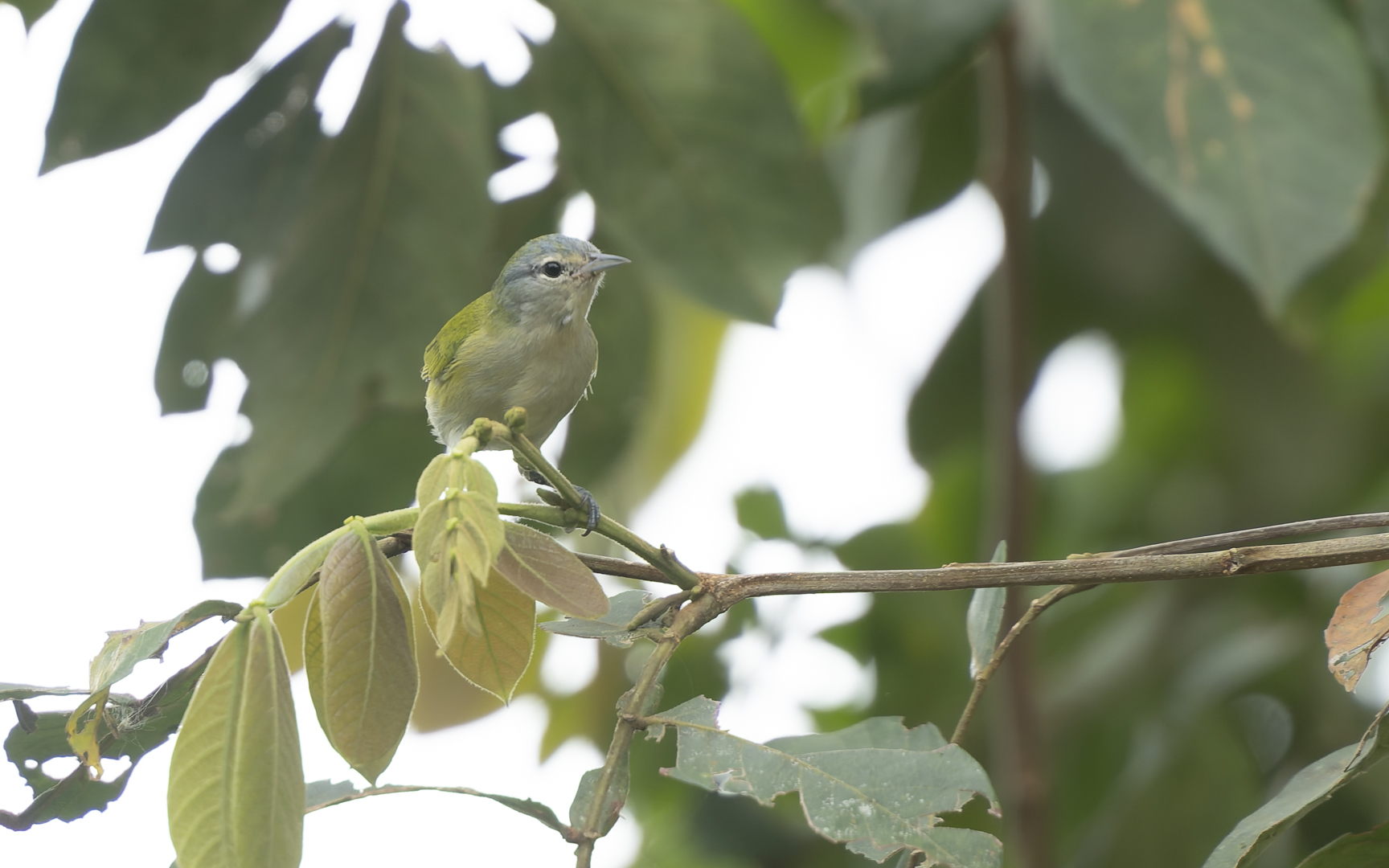 Conirostrum speciosum – セアオマルハシミツドリ