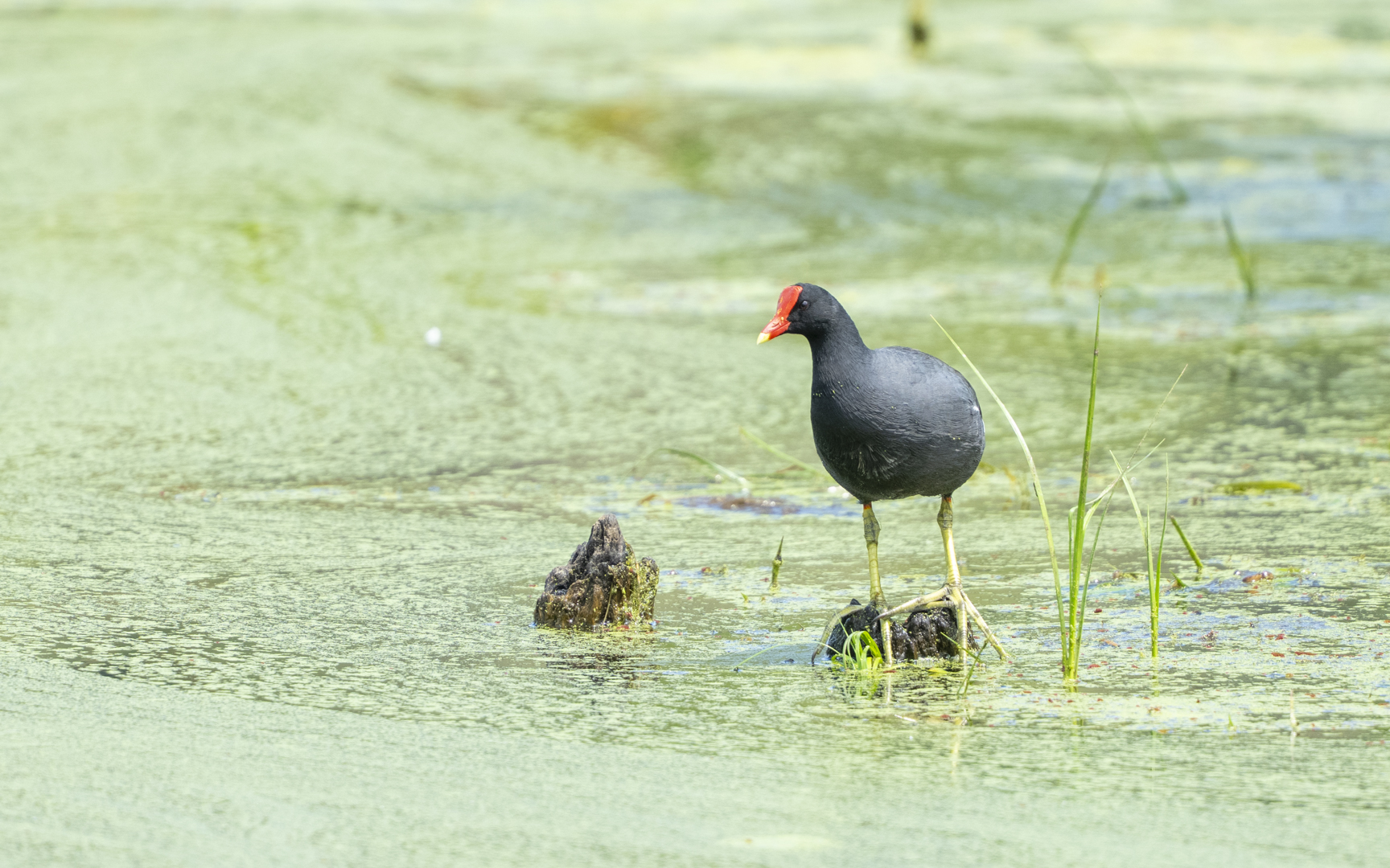Gallinula galeata – アメリカバン