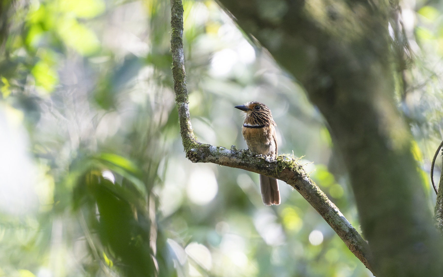 Malacoptila striata – ミカヅキオオガシラ
