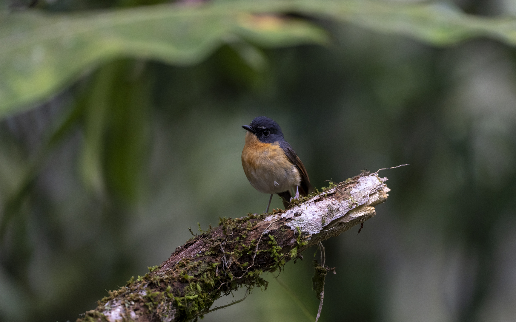 Ficedula luzoniensis – ルソンヤマビタキ