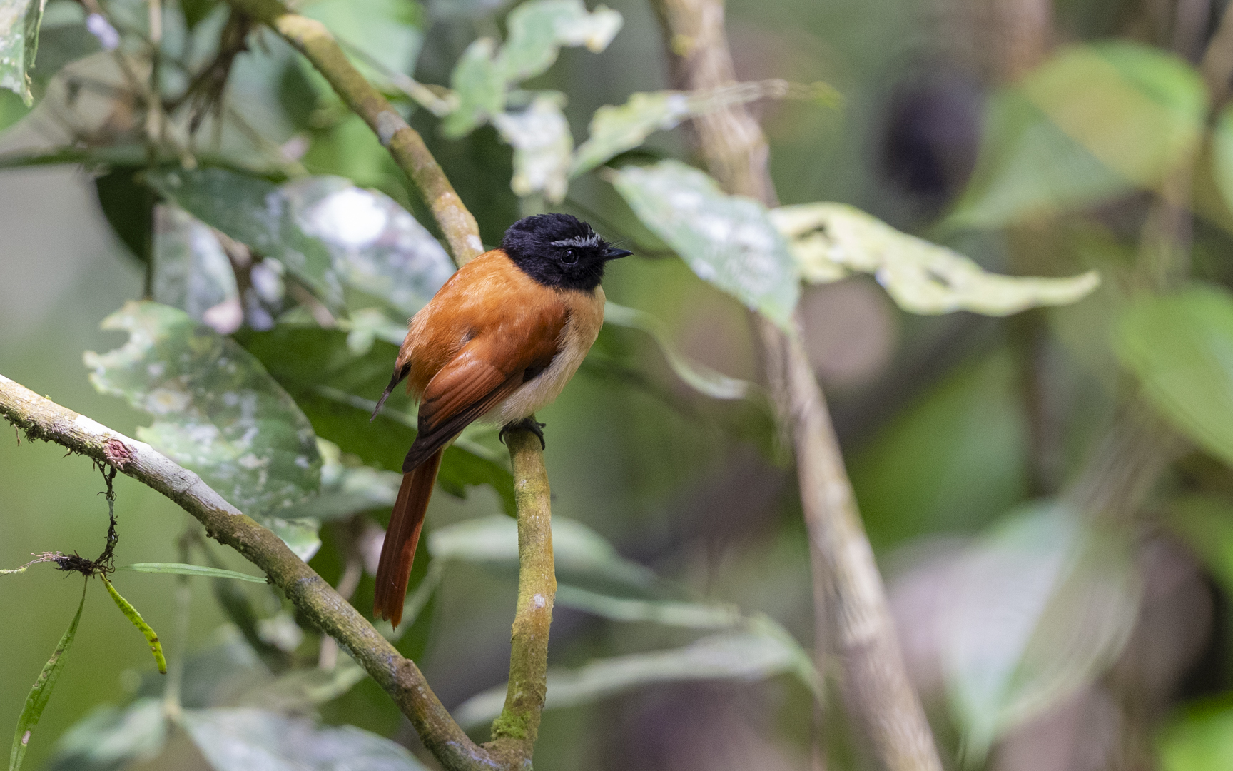 Rhipidura nigrocinnamomea – ムナグロオウギビタキ