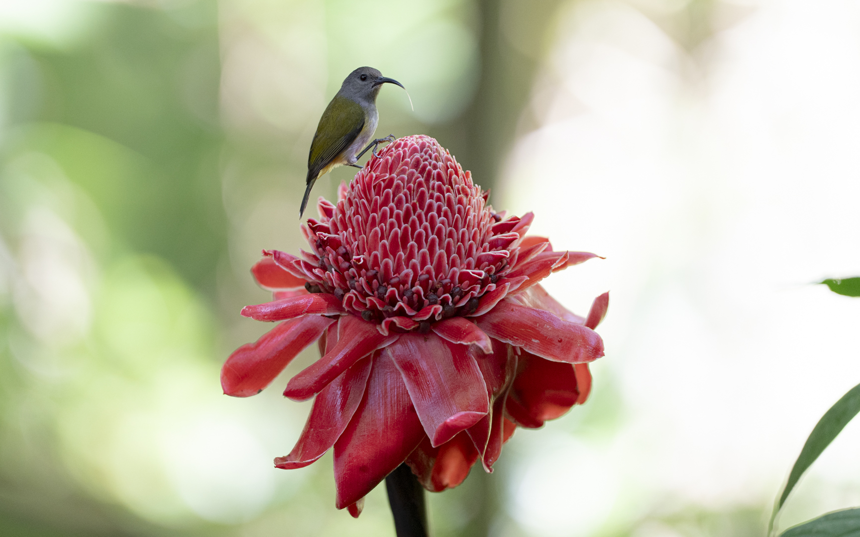 Aethopyga primigenia – ハチスカタイヨウチョウ