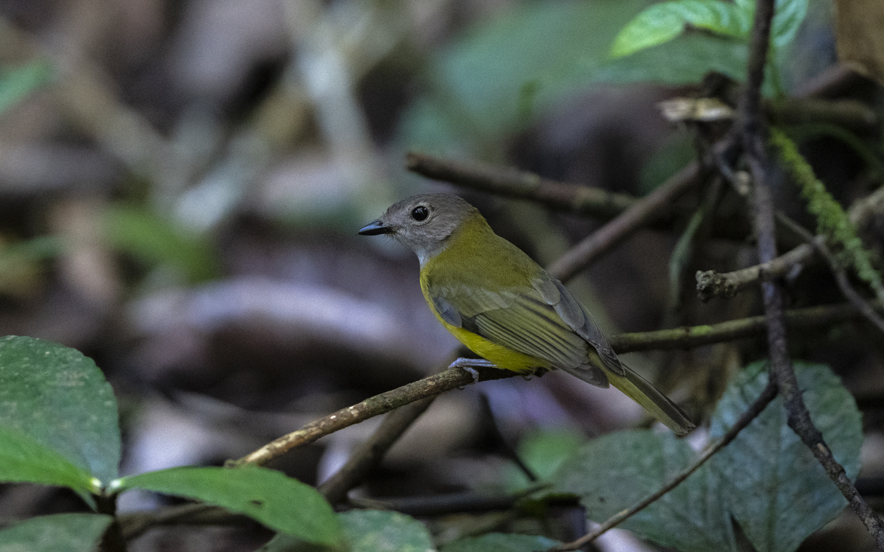 Pachycephala philippinensis – フィリピンモズヒタキ