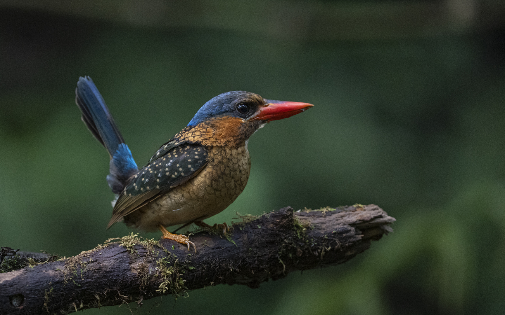 Actenoides hombroni – フィリピンアオヒゲショウビン